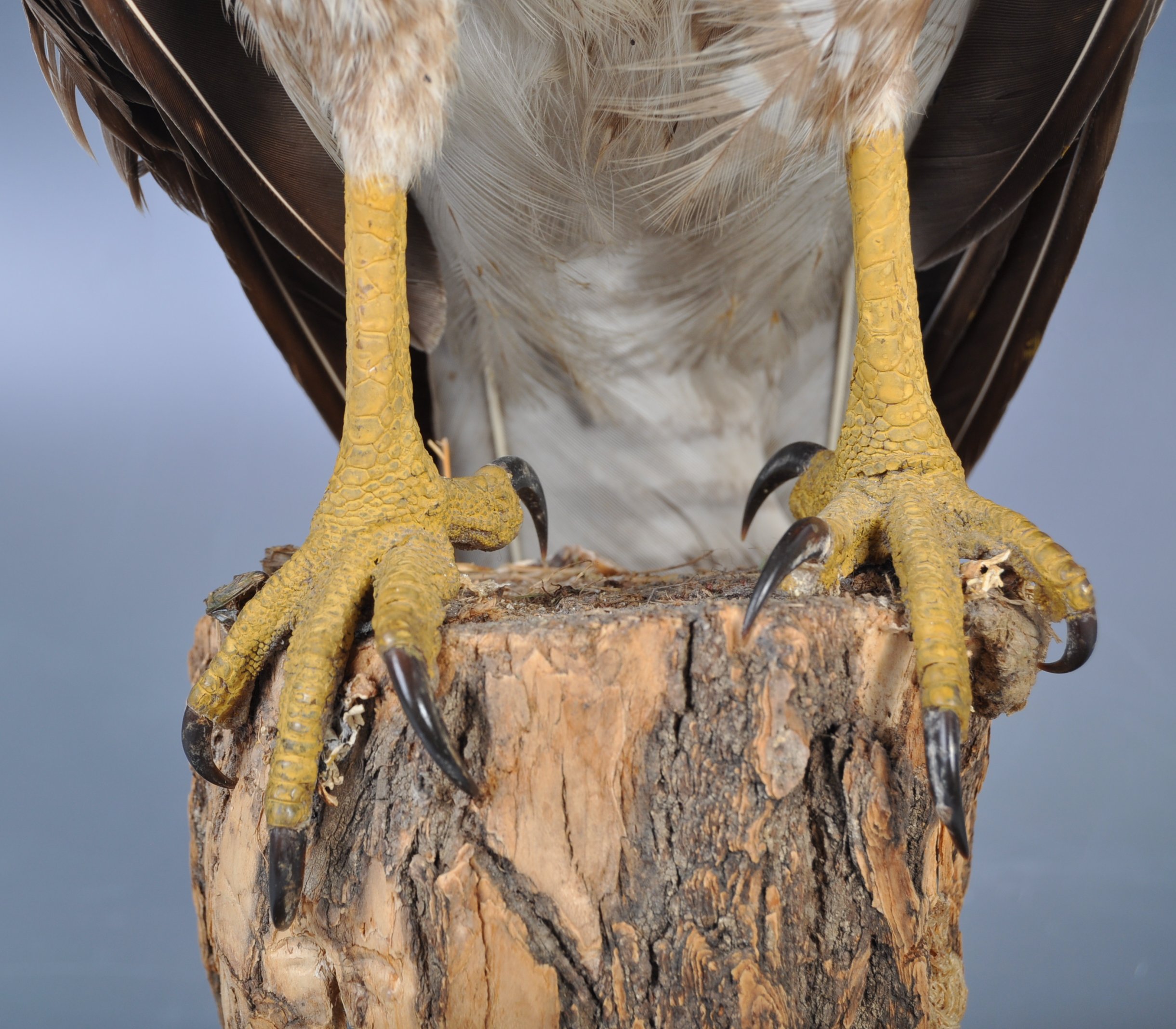 ANTIQUE TAXIDERMY EXAMPLE OF A BUZZARD BIRD - Image 5 of 6