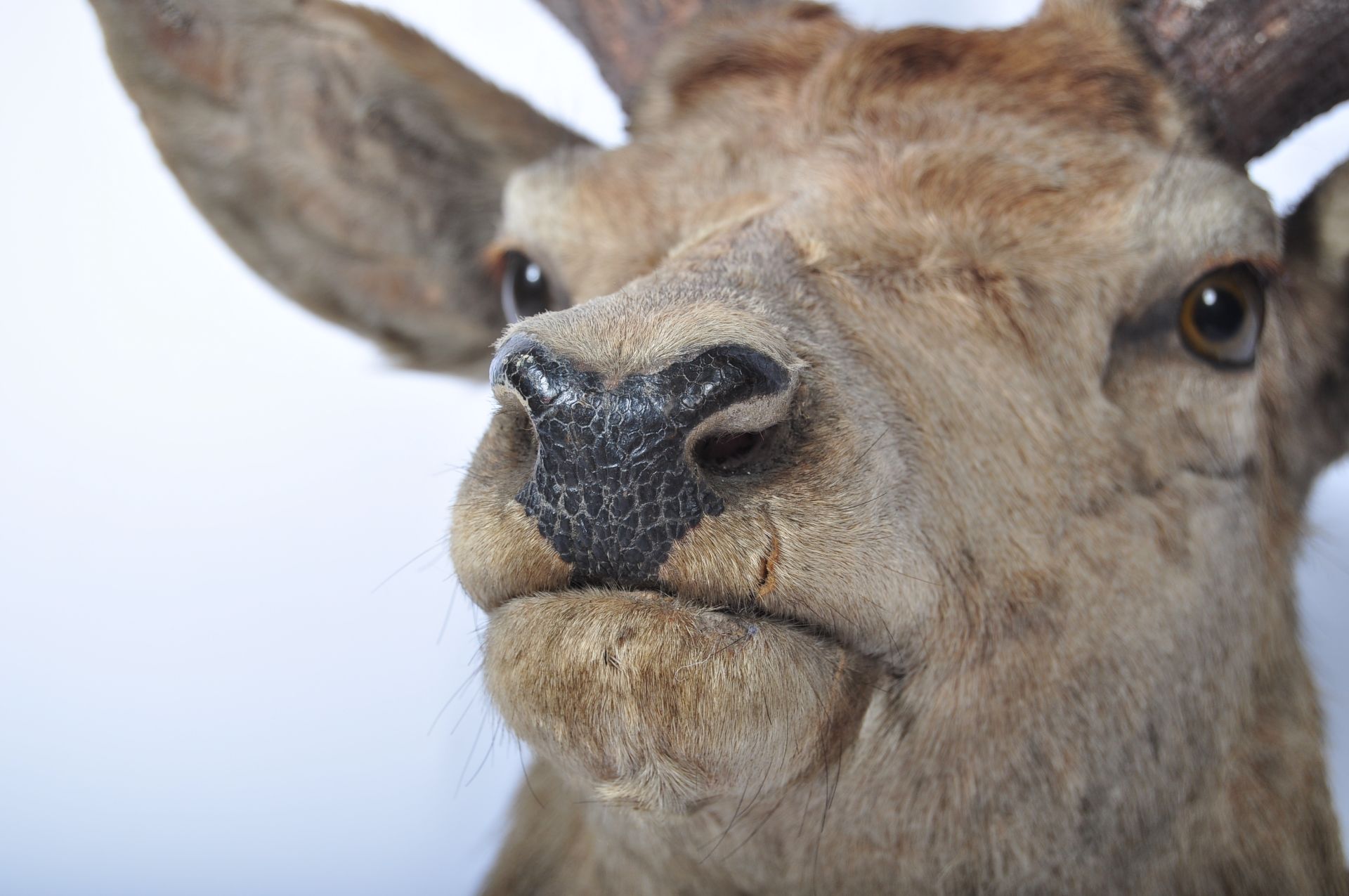 TAXIDERMY EXAMPLE OF A STAGS HEAD WITH TWELVE POINT ANTLERS - Bild 5 aus 7