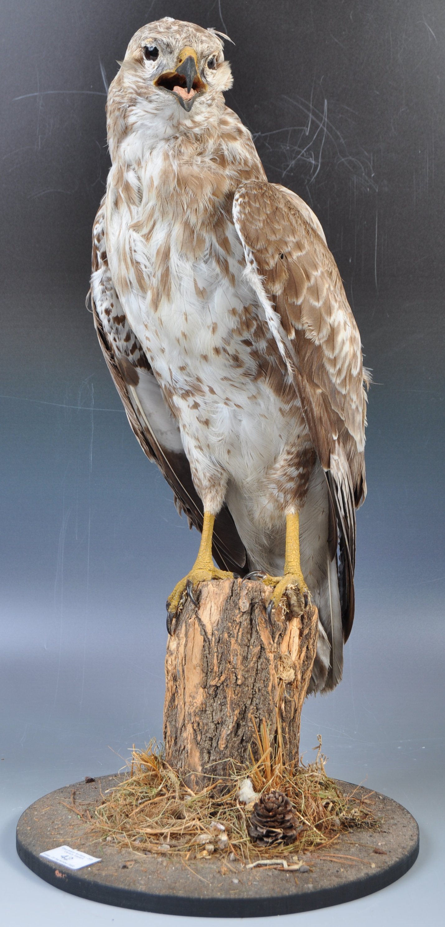 ANTIQUE TAXIDERMY EXAMPLE OF A BUZZARD BIRD