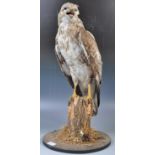 ANTIQUE TAXIDERMY EXAMPLE OF A BUZZARD BIRD