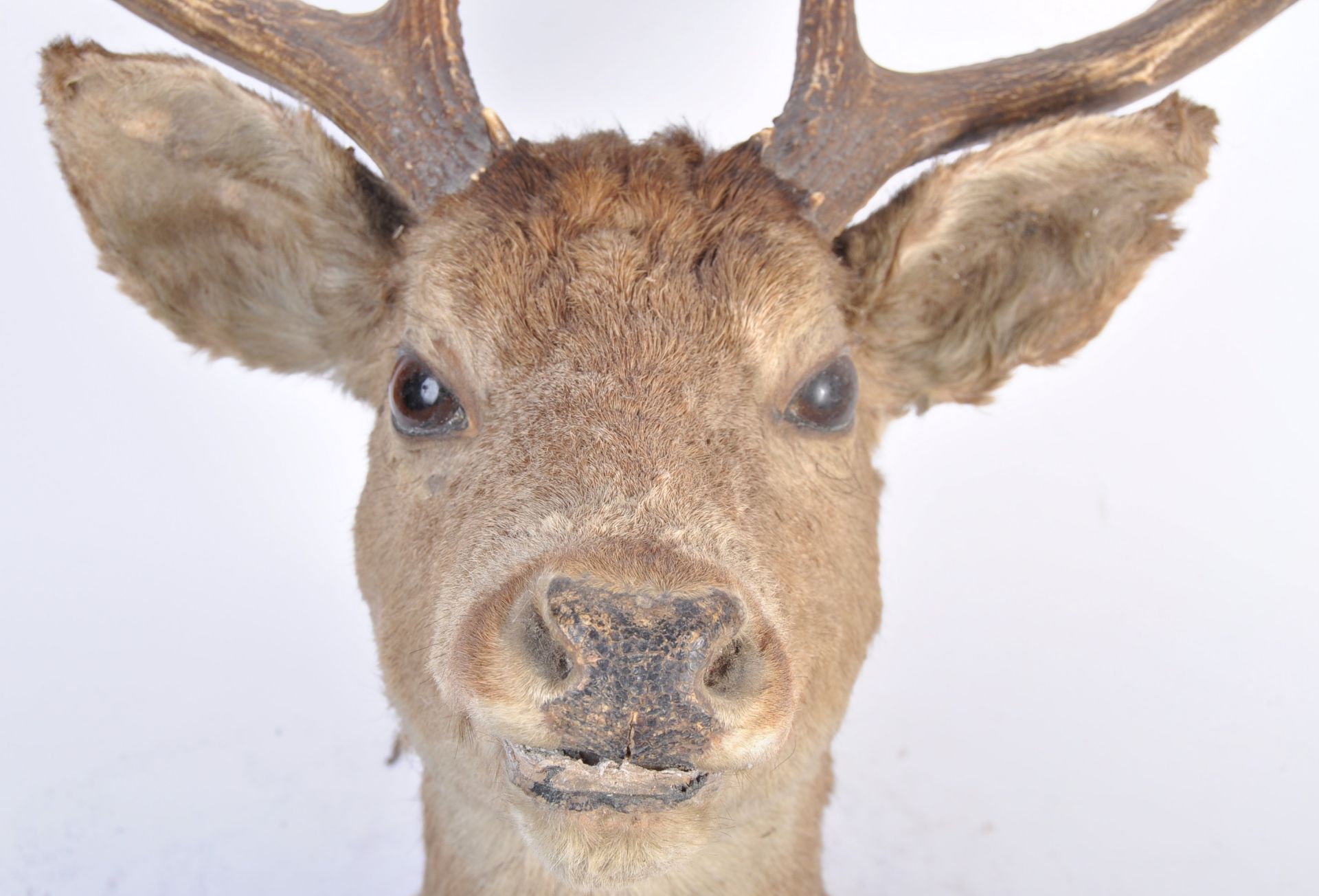 19TH CENTURY VICTORIAN TAXIDERMY 13 POINT ANTLER S - Bild 4 aus 12