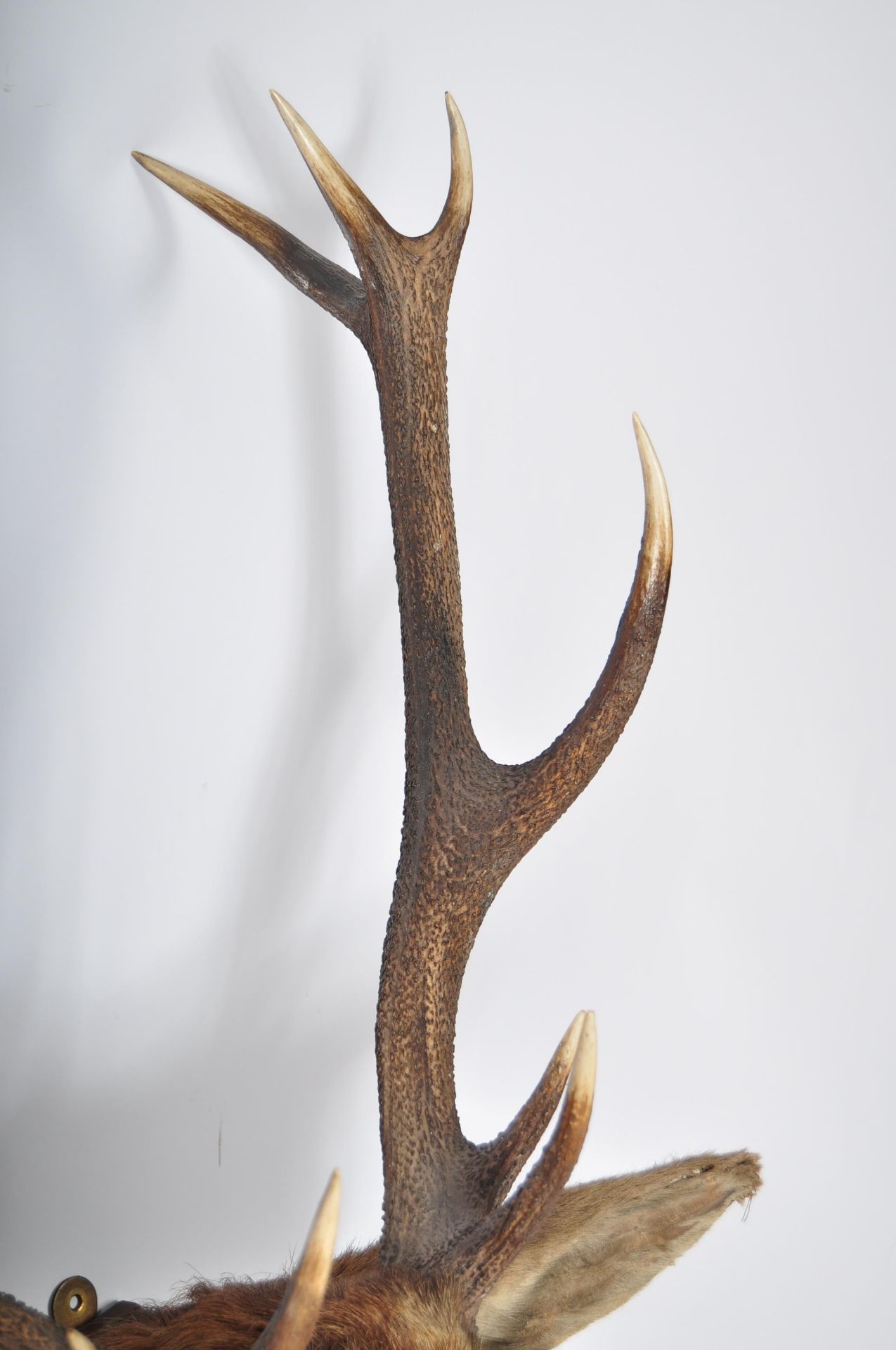 TAXIDERMY EXAMPLE OF A STAGS HEAD WITH TWELVE POINT ANTLERS - Bild 2 aus 7