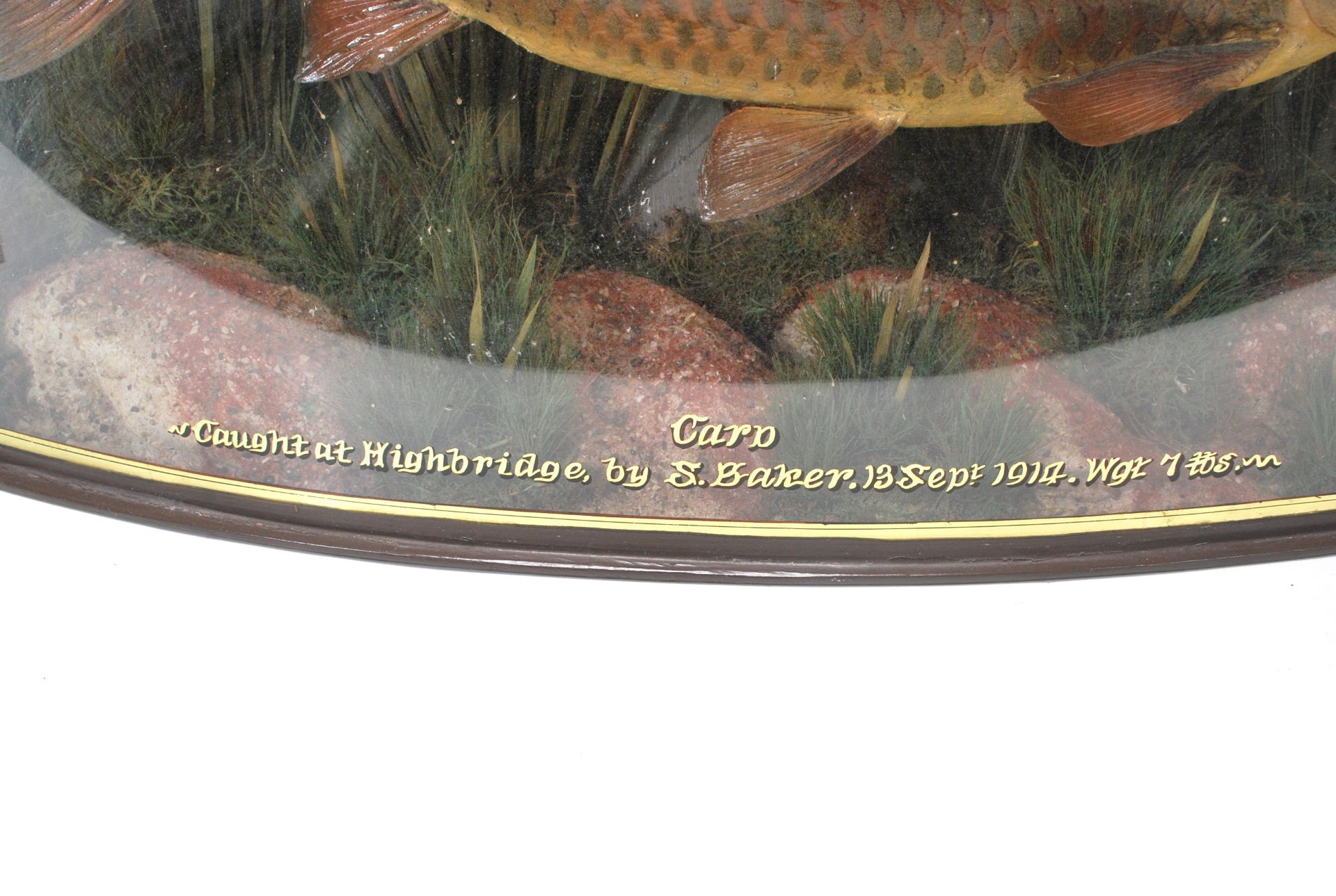 CARP TAXIDERMY - 1914 - BOW FRONT GLASS DISPLAY CASE - Bild 5 aus 7