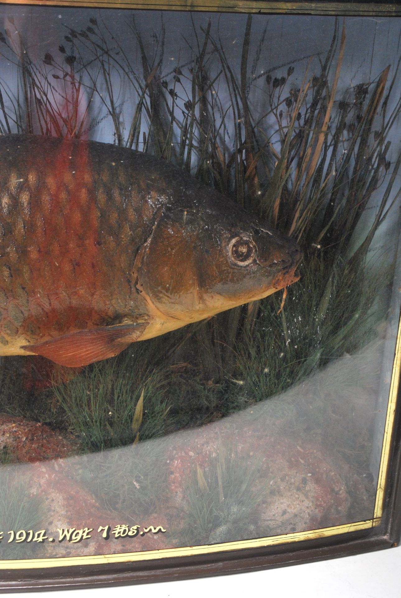 CARP TAXIDERMY - 1914 - BOW FRONT GLASS DISPLAY CASE - Bild 4 aus 7