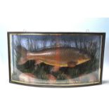 CARP TAXIDERMY - 1914 - BOW FRONT GLASS DISPLAY CASE