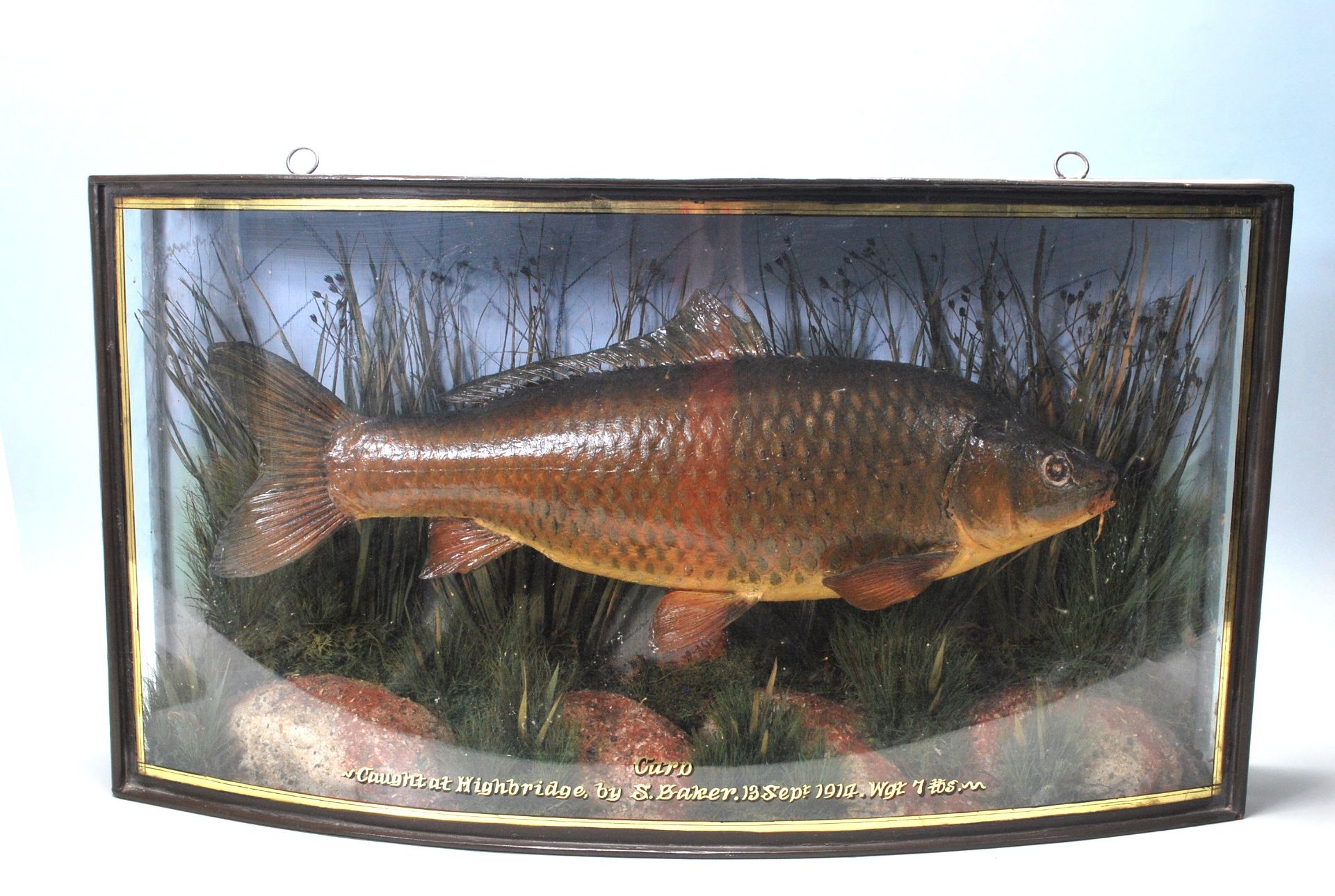 CARP TAXIDERMY - 1914 - BOW FRONT GLASS DISPLAY CASE