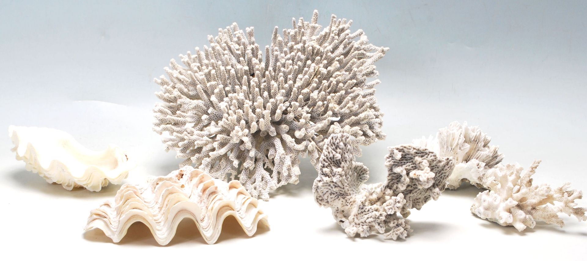 VINTAGE SEA SHELL AND CORAL SPECIMENS