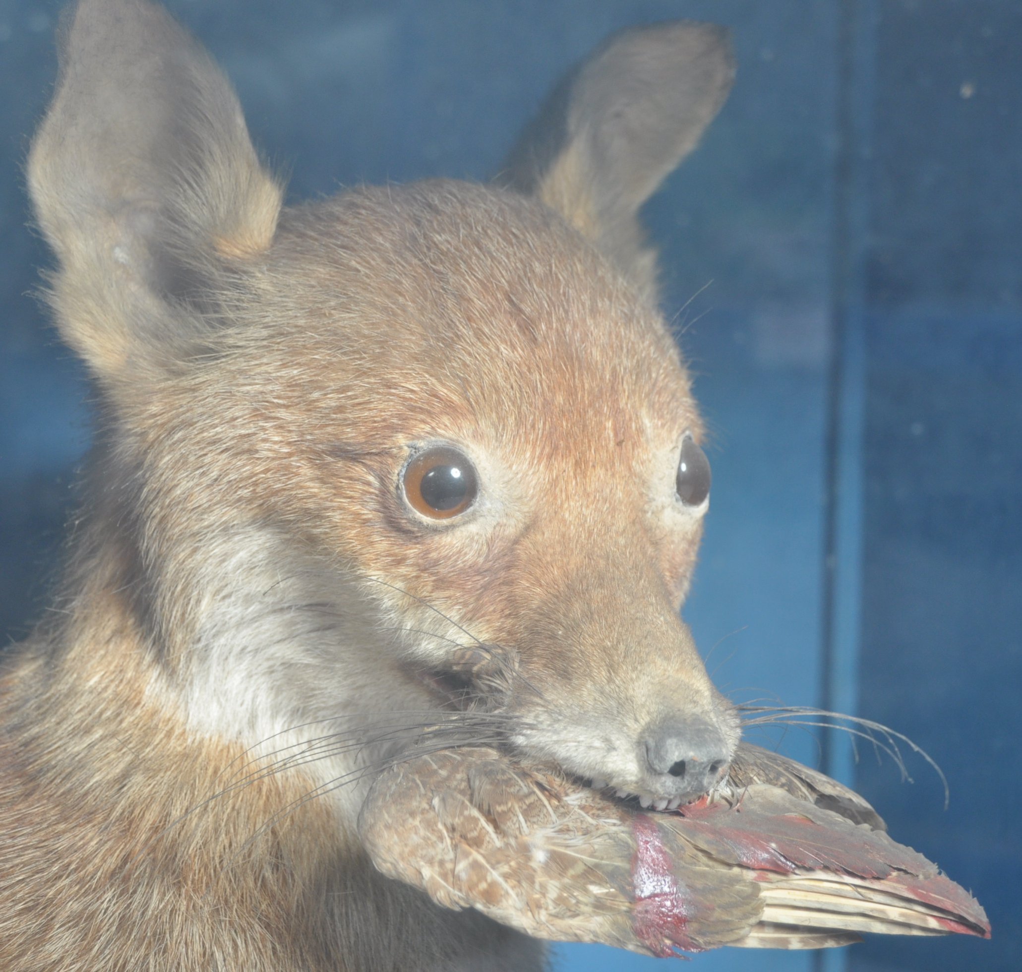 VICTORIAN CASED TAXIDERMY EXAMPLE OF A FOX - Image 4 of 6