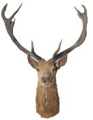 TAXIDERMY EXAMPLE OF A LARGE STAGS HEAD
