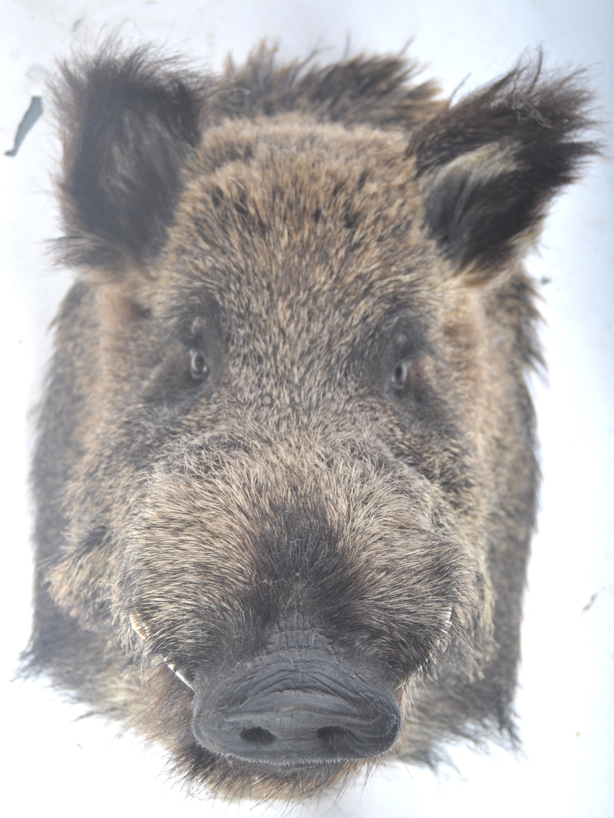 LARGE TAXIDERMY EXAMPLE OF A MALE BOARS HEAD - Image 6 of 6