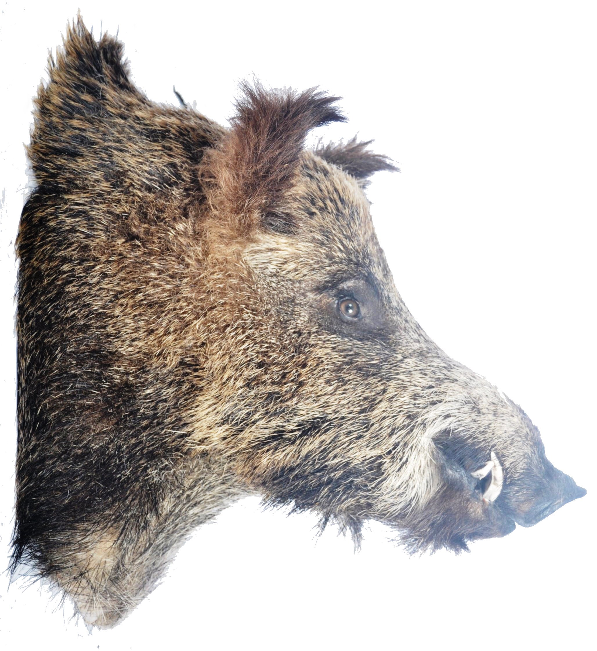 LARGE TAXIDERMY EXAMPLE OF A MALE BOARS HEAD