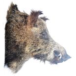 LARGE TAXIDERMY EXAMPLE OF A MALE BOARS HEAD