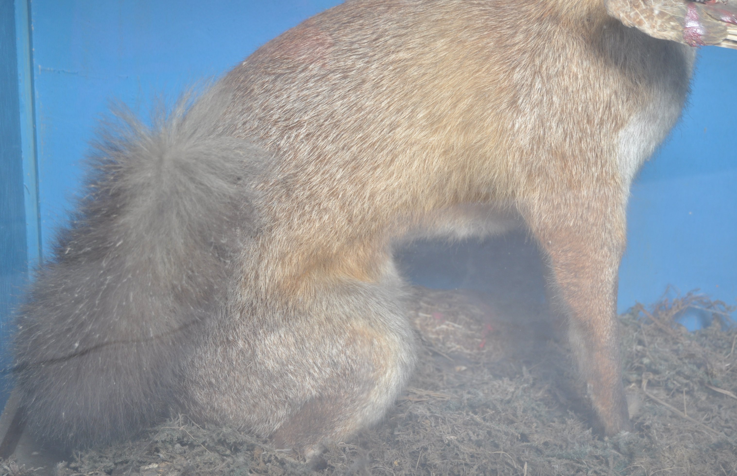 VICTORIAN CASED TAXIDERMY EXAMPLE OF A FOX - Image 5 of 6