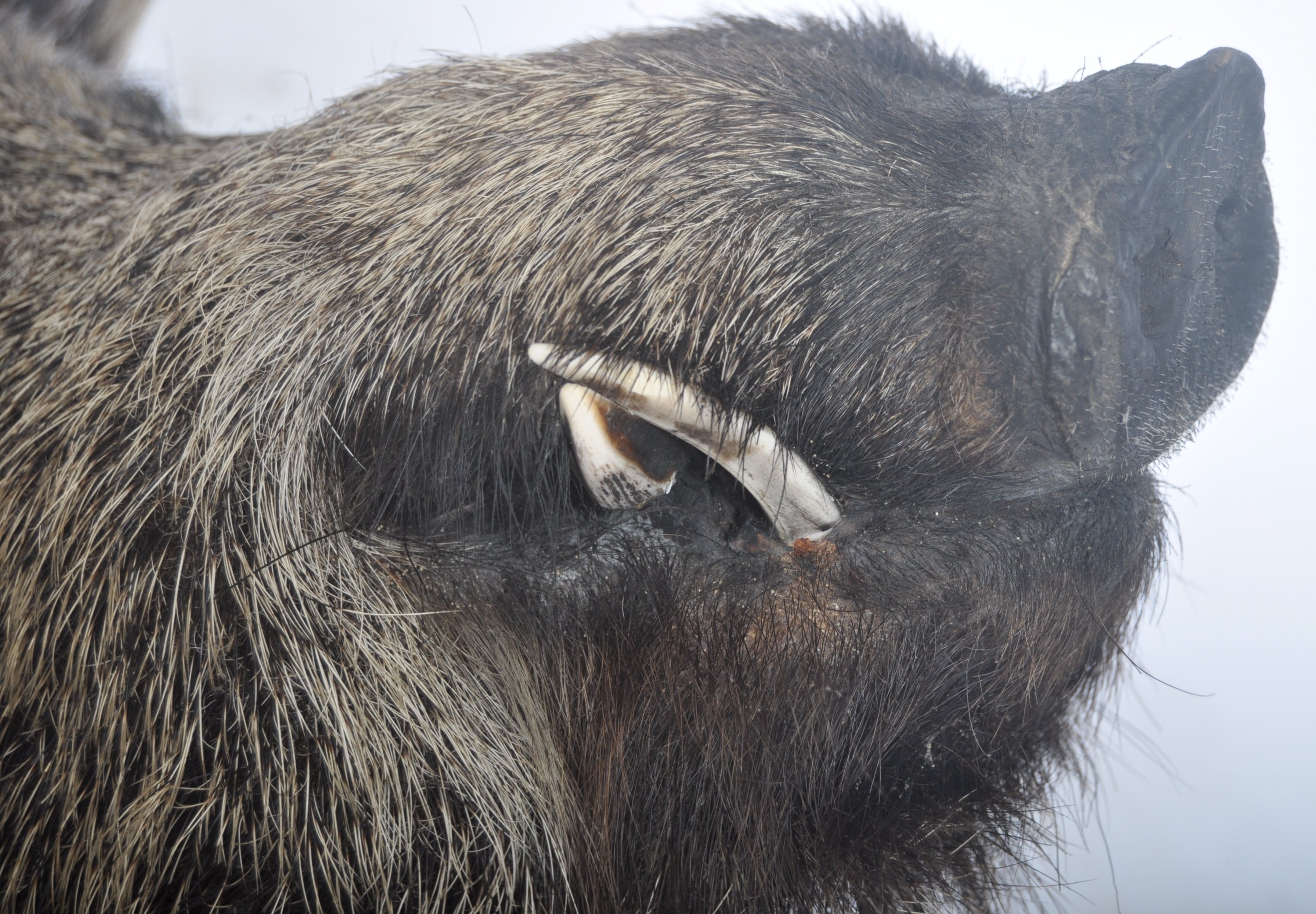 LARGE TAXIDERMY EXAMPLE OF A MALE BOARS HEAD - Image 2 of 6