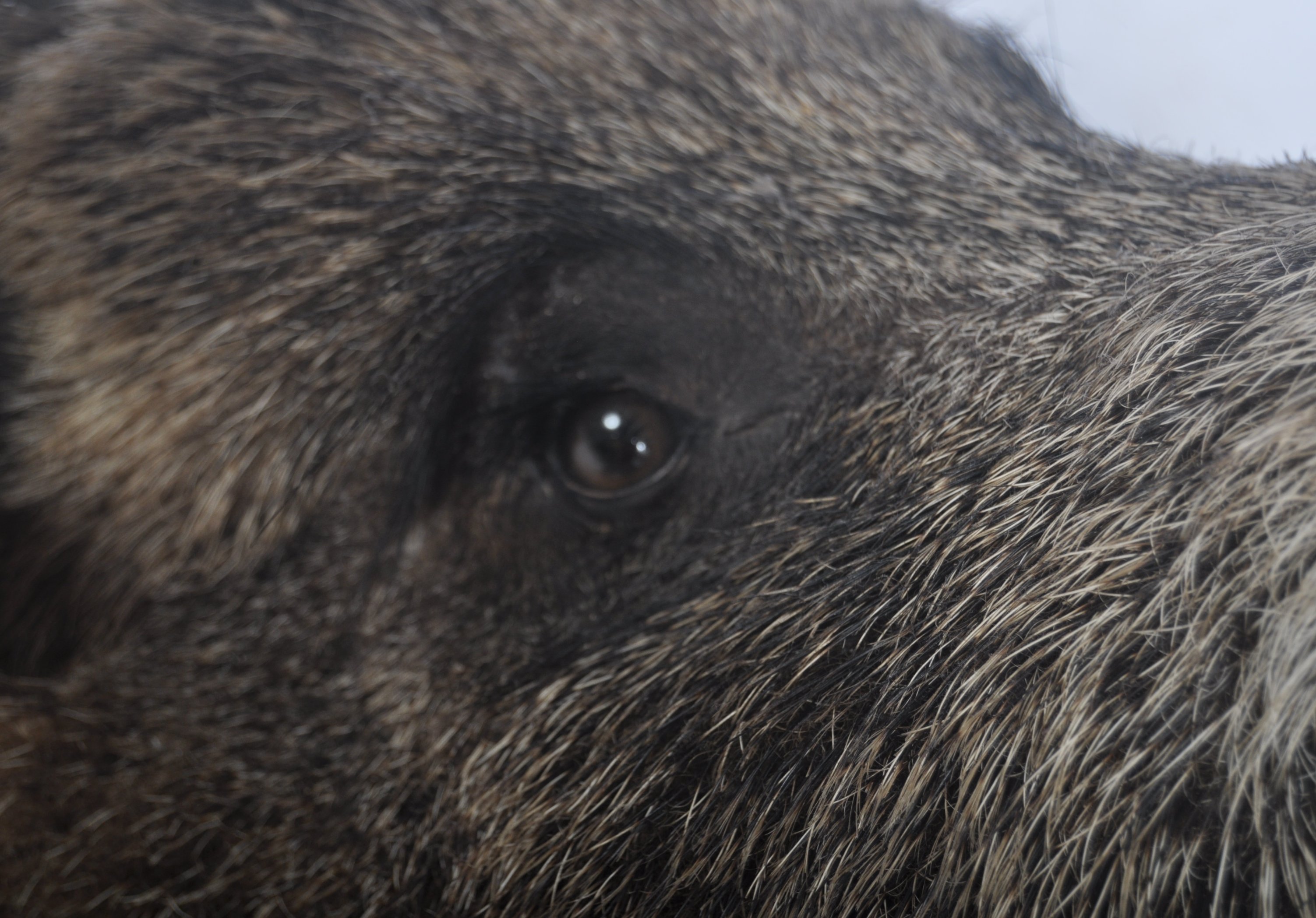 LARGE TAXIDERMY EXAMPLE OF A MALE BOARS HEAD - Image 3 of 6