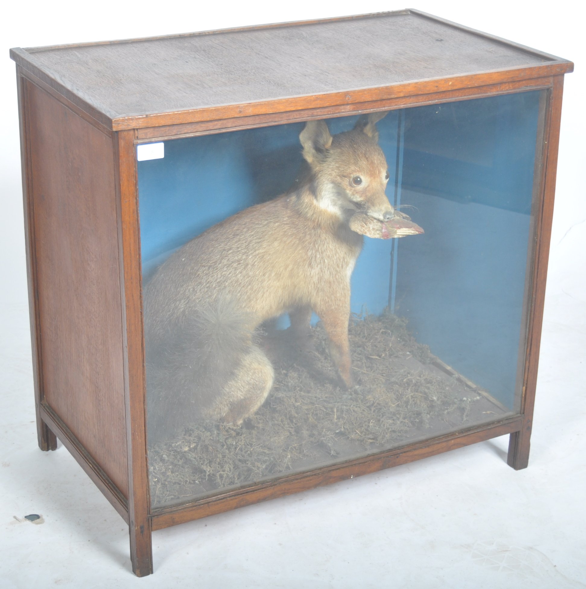 VICTORIAN CASED TAXIDERMY EXAMPLE OF A FOX - Image 2 of 6