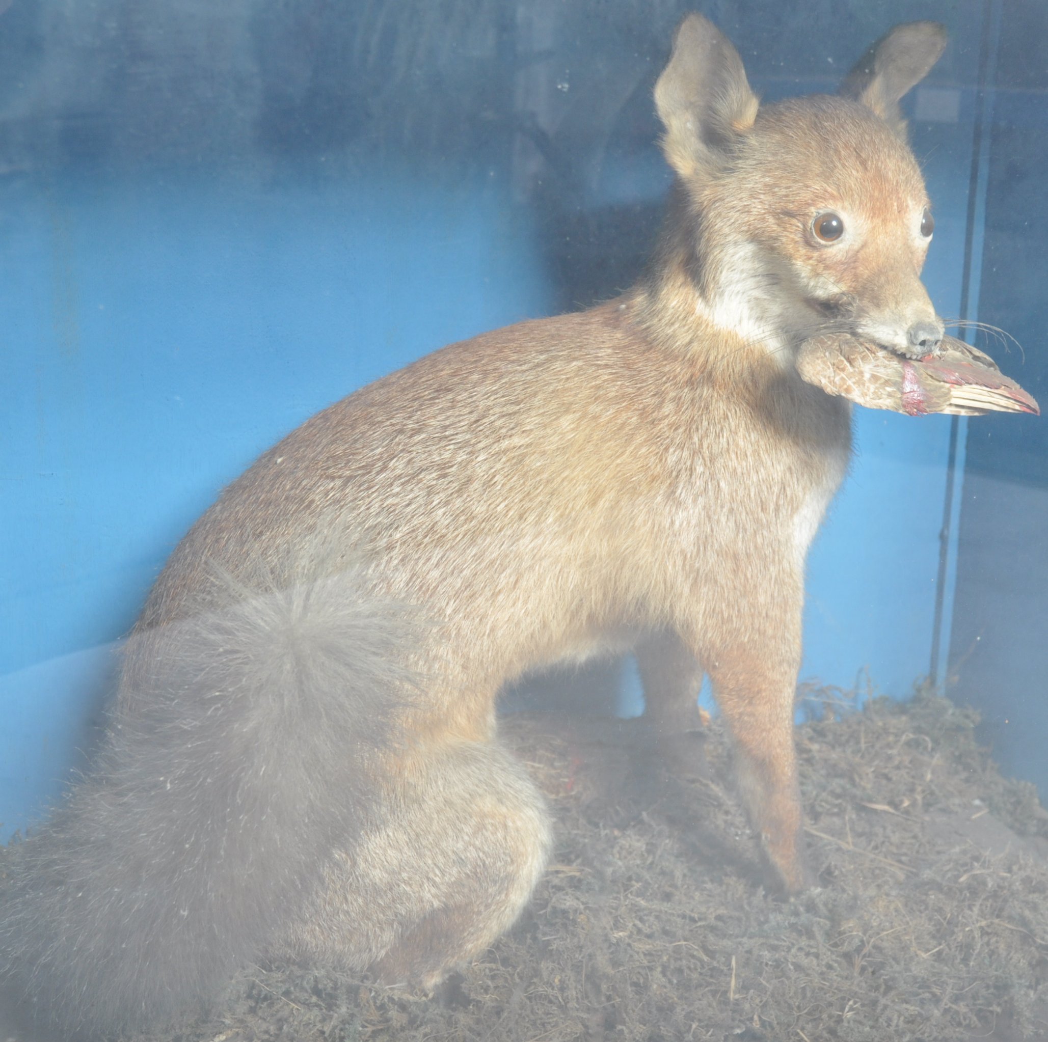 VICTORIAN CASED TAXIDERMY EXAMPLE OF A FOX - Image 3 of 6