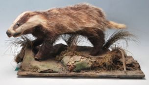 EARLY 20TH CENTURY TAXIDERMY BADGER