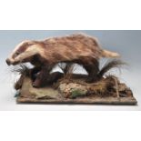 EARLY 20TH CENTURY TAXIDERMY BADGER