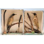 TWO 20TH TAXIDERMY WOODPECKER IN ORIGINAL WOODEN DISPLAY CASE