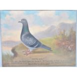 ANDREW BEER OIL ON CANVAS PIGEON STUDY PAINTING