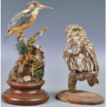 TAXIDERMY INTEREST - KINGFISHER AND SMALL OWL TAXIDERMY
