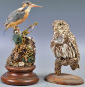 TAXIDERMY INTEREST - KINGFISHER AND SMALL OWL TAXIDERMY