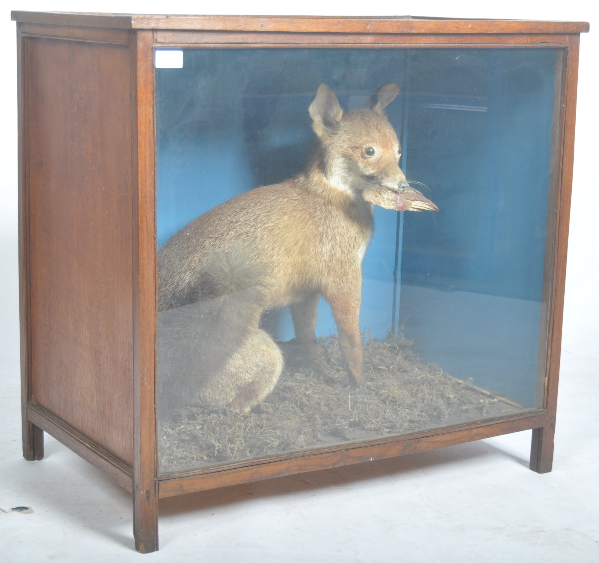 VICTORIAN CASED TAXIDERMY EXAMPLE OF A FOX