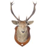 TAXIDERMY EXAMPLE OF A STAGS HEAD WITH TWELVE POIN