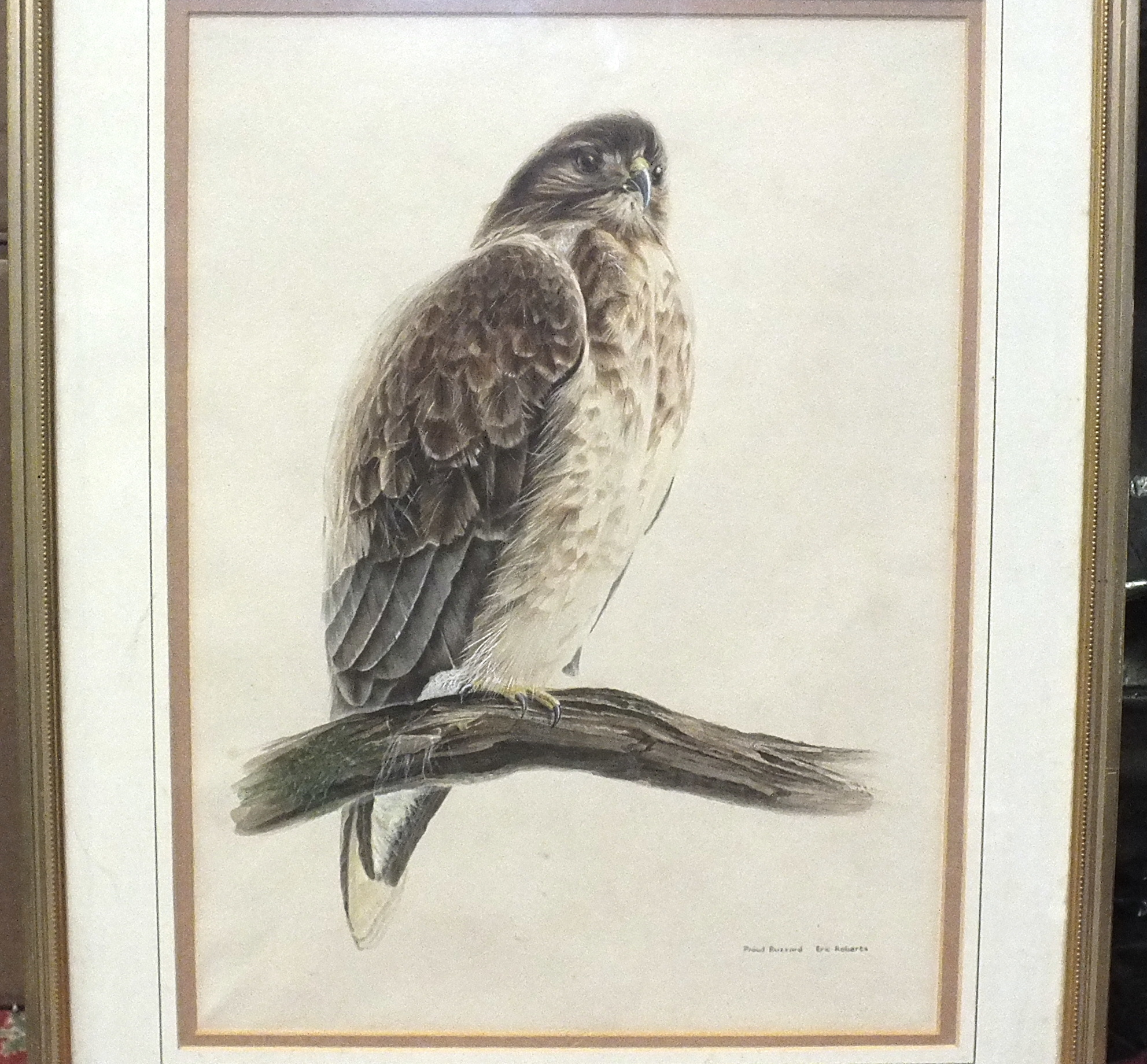 Eric Roberts PROUD BUZZARD Watercolour, signed and titled, 48.5 x 35.5cm.