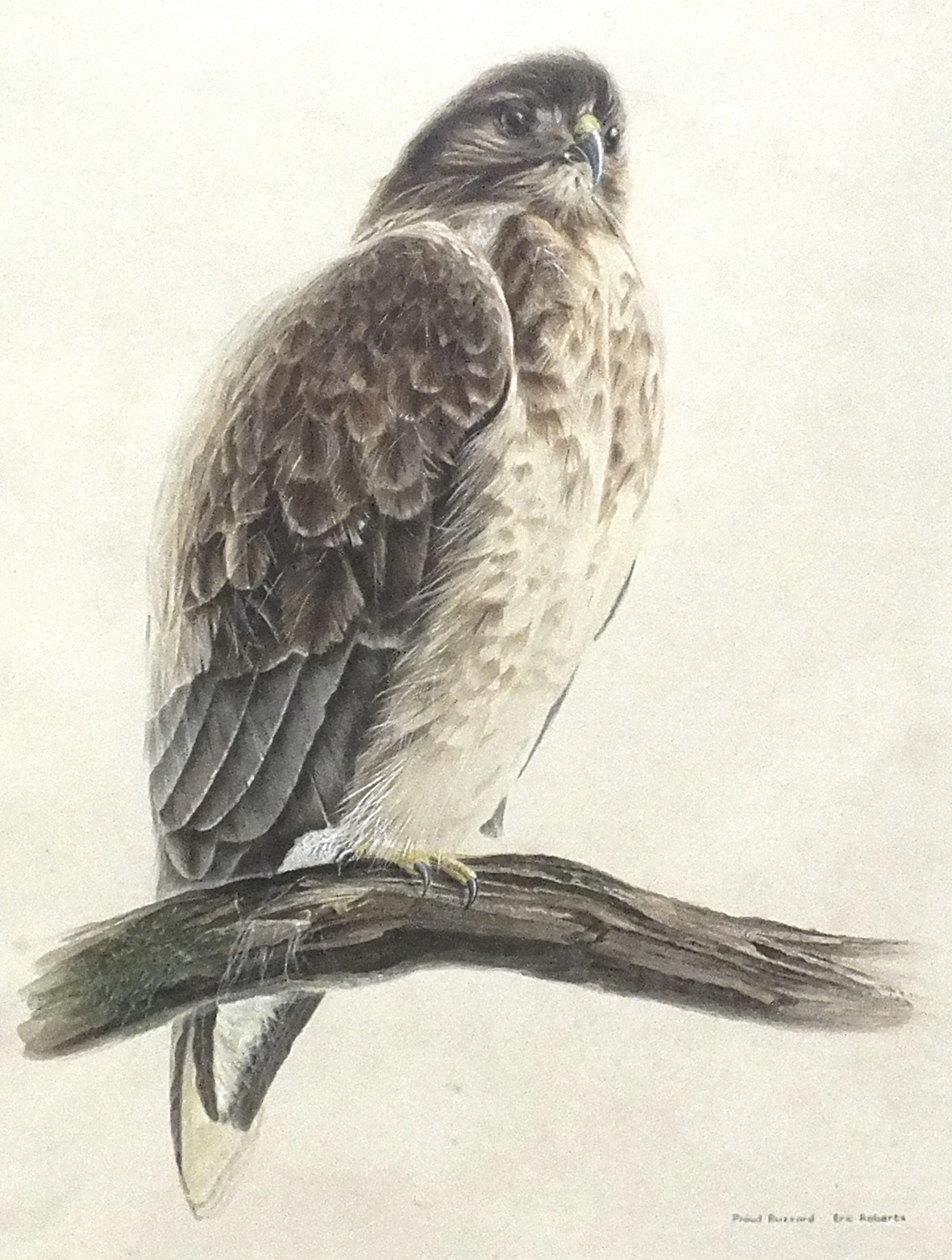 Eric Roberts PROUD BUZZARD Watercolour, signed and titled, 48.5 x 35.5cm. - Image 2 of 2
