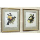 After Gould & Richter, a pair of late-19th century coloured engravings 'Toucans', 52 x 39cm, (2).