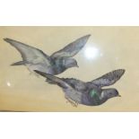 Alice Lizzie West, 'Two Pigeons', watercolour, 33 x 50cm, inscribed and titled in ballpoint on label