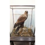 Taxidermy, a good Victorian example of a Golden Eagle, head facing right, standing with wings