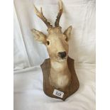 MOUNTED DEERS HEAD (AF)