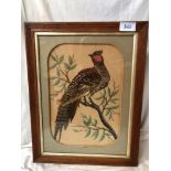FRAMED FEATHERED PICTURE PHEASANT