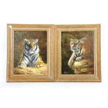 Pair of studies of tigers, signed lower right S Pearson (2)