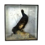 Taxidermy, Black Grouse, by E. Allen & Co.