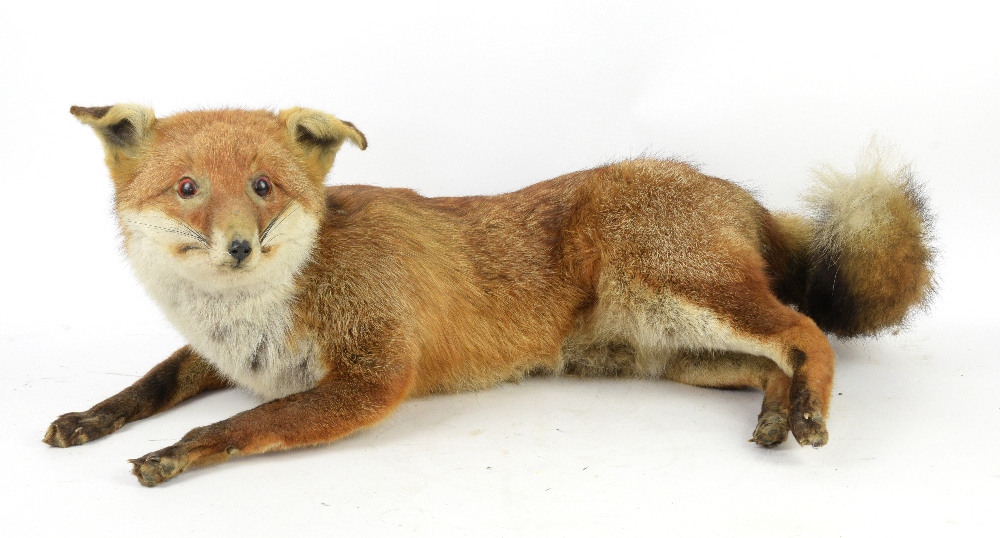 Collection of taxidermy, to include two foxes, a fox head mounted on wooden shield - Image 3 of 4