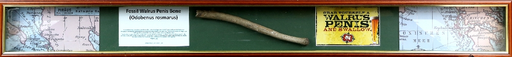 Fossilised Walrus penis bone (Odobenus Rosmarus), framed and mounted, specimen 30cm long, frame