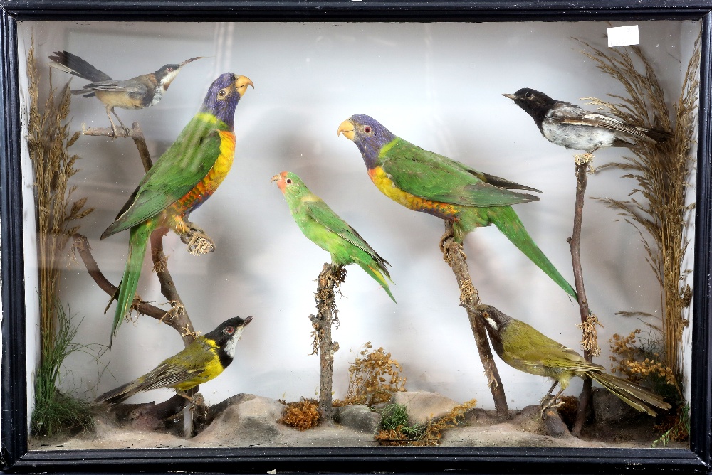 Naturalistic display of taxidermy plum parrots and other birds, in glazed case, H.42 W.62 D.14cm - Image 2 of 2