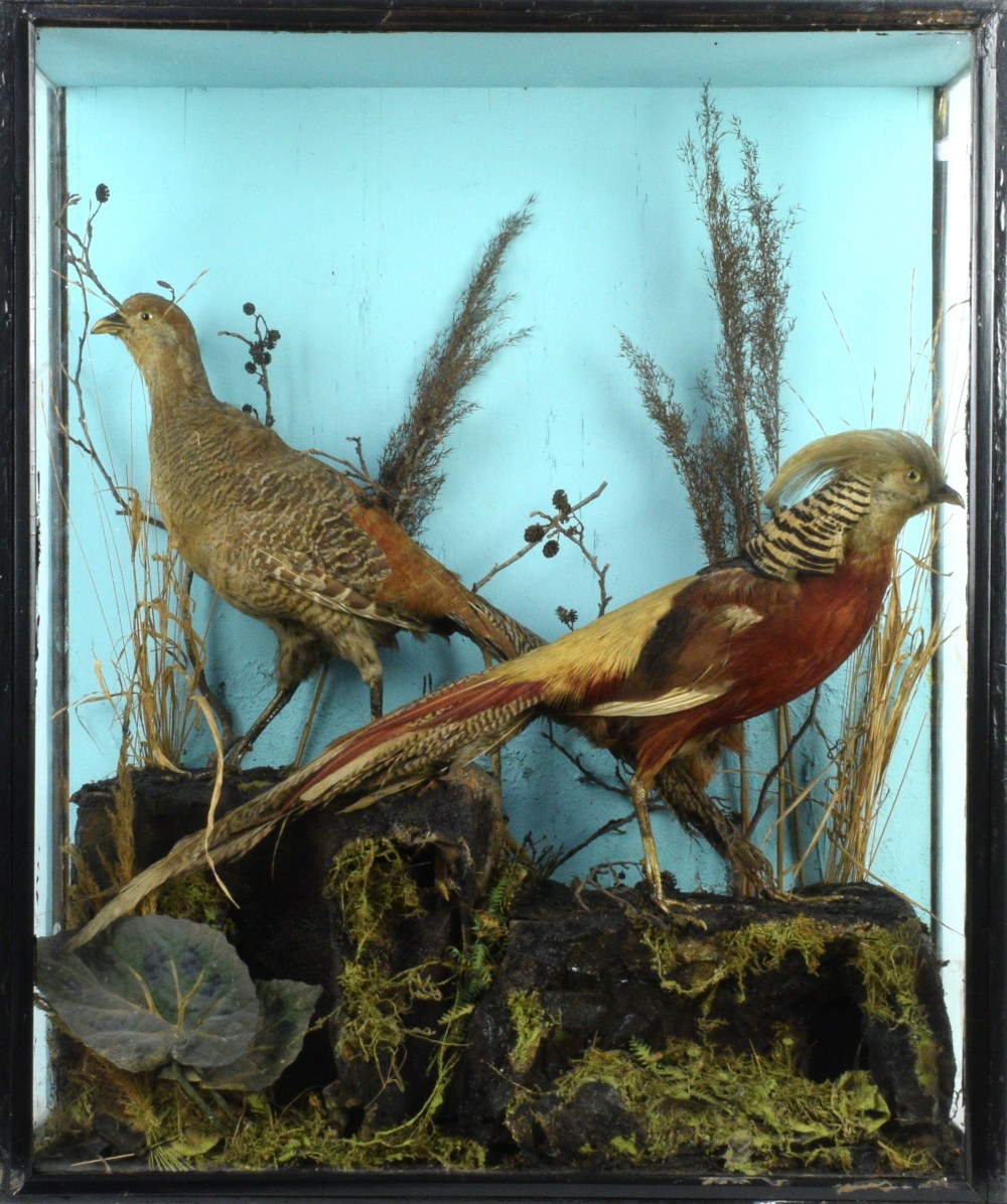 Taxidermy, cased pair of Gold Pheasants in naturalistic setting, 71 x 61 x 22cm - Image 3 of 3