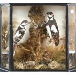 Two taxidermy spotted woodpeckers in a naturalistic setting, in glazed case, H.34cm W.38cm D.14cm