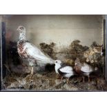 Taxidermy study of ducks and a bird in a naturalistic setting, in glazed case, H.52cm W.81cm D.22cm,