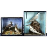 Taxidermy study of two Terns in a glazed case, H.51cm W.41cm D.18cm, together with a taxidermy study