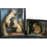 Taxidermy red squirrel in glazed display case, H.25.5cm W.30cm D.20cm, together with a cased