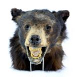 Taxidermy bear head with snarling mouth, 34 x 33 x 47cm