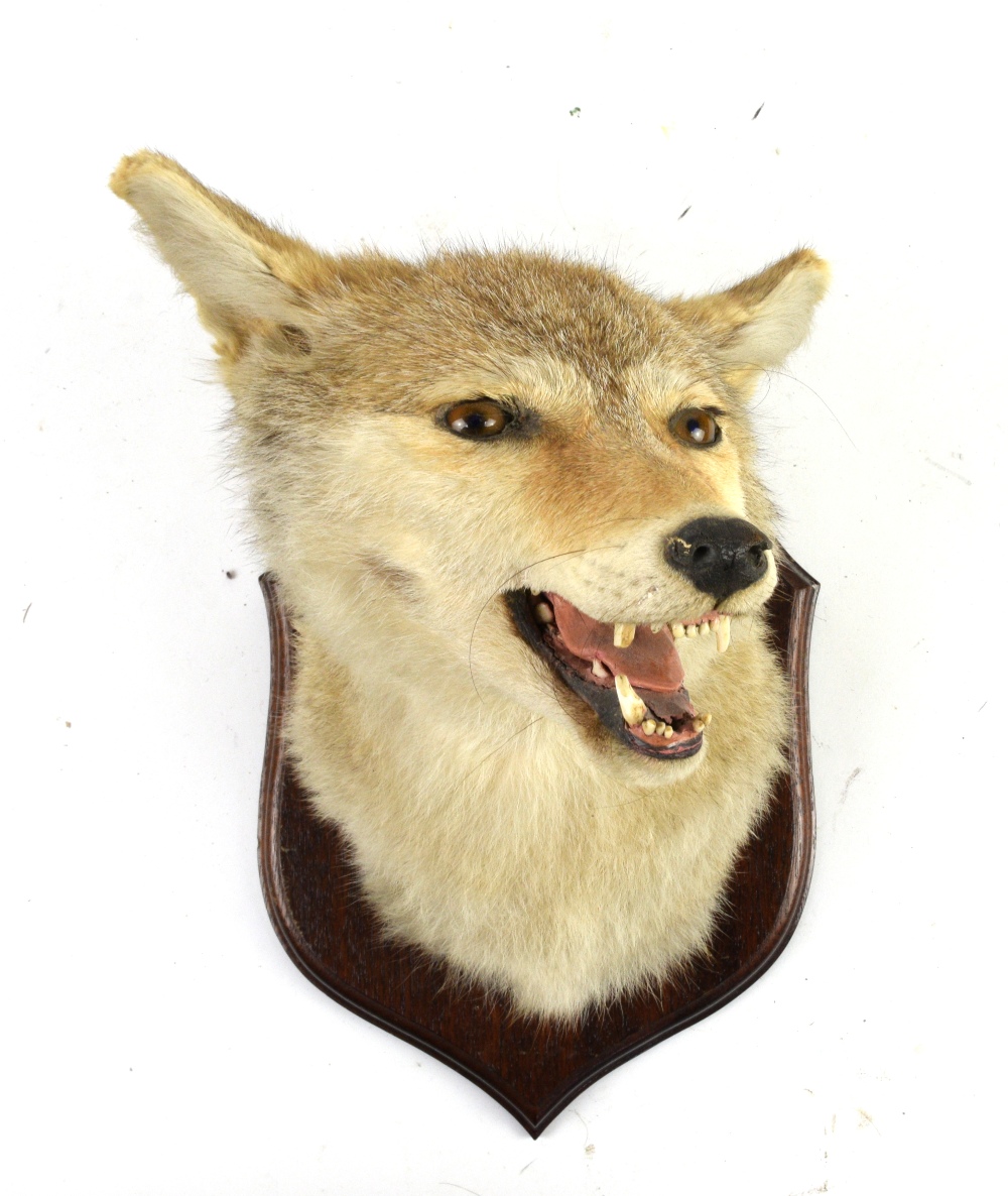 Collection of taxidermy, to include two foxes, a fox head mounted on wooden shield - Image 4 of 4
