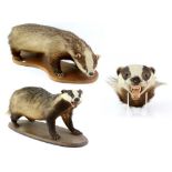 Two taxidermy badgers mounted on wooden bases, together with a taxidermy badger head (3)
