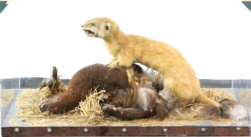 Taxidermy stoat with prey in naturalistic setting, in perspex case, H.26cm W.42cm D.28cm, together